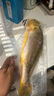 三都港 冷凍三去大黃魚凈重2斤/2條裝 寧德黃花魚 生鮮魚類 燒烤 曬單實拍圖
