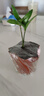 LZJV迷你竹柏盆景小盆栽驅(qū)蚊草植物室內(nèi)花卉辦公室桌面四季好養(yǎng)活綠植 幸運竹柏+基地盆 曬單實拍圖