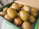 佳沛（zespri）新西蘭  陽光金奇異果10粒禮盒巨大果單果約144-175g 水果 獼猴桃 曬單實拍圖