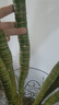 【帶根富貴竹轉(zhuǎn)運竹龍竹】招財水培植物客廳彎竹開運竹子盆栽花卉 50-55cm多頭龍竹--6支 曬單實拍圖