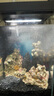 YEE免爆藻深海活石新鮮高鈣海水魚(yú)缸快速開(kāi)缸造景多孔微生物菌群過(guò)濾 甄選精品2斤 曬單實(shí)拍圖
