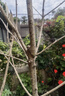 原生桂花樹苗地栽大型八月金桂丹桂四季桂品種庭院風(fēng)景樹好養(yǎng)易活 四季桂 樹狀帶土球【5cm粗1.6米高】 曬單實拍圖