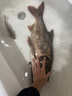 天元鄧剛千川8魚竿輕量大物釣魚竿臺(tái)釣竿鰱鳙竿手竿釣魚裝備 7.2m 【預(yù)售】 曬單實(shí)拍圖