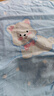 學(xué)生宿舍床笠三件套純棉全棉床墊套90x190單件席夢(mèng)思床墊保護(hù)罩 泡芙小狗【A類(lèi)全棉面料】 二件套/90cm*190cm/床笠+枕套1 曬單實(shí)拍圖