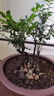 御春閣小葉紫檀樹苗黑骨茶室內(nèi)陽臺(tái)盆栽花卉綠植耐寒四季常青微景觀樁形 大號(hào)5根一盆30厘米高左右 曬單實(shí)拍圖