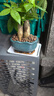 聽雪樓三桿發(fā)財(cái)樹盆栽桌面綠植擺件室內(nèi)辦公室客廳植物新房花卉 三桿發(fā)財(cái)樹+招財(cái)進(jìn)寶盆【冰裂藍(lán)釉】 含（吊牌+陶粒） 曬單實(shí)拍圖