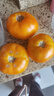 【地標好物】內(nèi)蒙特產(chǎn)五原黃柿子黃沙瓤西紅柿水果生鮮蔬菜 黃柿子 3斤 /6斤 黃西紅柿【大果】6斤/箱 曬單實拍圖