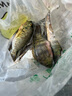 川澤升級無(wú)結線(xiàn)組成品主線(xiàn)套裝進(jìn)口魚(yú)線(xiàn)主線(xiàn)尼龍線(xiàn)強拉力野釣黑坑線(xiàn)組 5.4米【6卷裝】送6軸主線(xiàn)收納盒 2.0號 曬單實(shí)拍圖