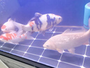 日本進(jìn)口純種錦鯉魚(yú)池高端紅白昭和大正三色錦鯉活體魚(yú)大型觀(guān)賞魚(yú) 40-44CM 曬單實(shí)拍圖