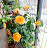 月季花苗四季開(kāi)花大花濃香型灌木月季苗庭院陽(yáng)臺盆栽地栽玫瑰花苗 果汁陽(yáng)臺【大花濃香，多季節開(kāi)花】 扦插小苗15-25cm高 1棵 曬單實(shí)拍圖