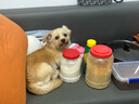 皇家狗糧 成犬狗糧 犬糧 寵物小型犬 PR27 全價(jià)犬糧≥10月2KG 曬單實(shí)拍圖