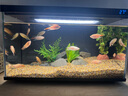 中國斗魚活體活魚冷水觀賞魚小好養(yǎng)耐活魚小型淡水自來水黃金斗魚 魚苗黃金+游龍+白兔3公分各二條 曬單實拍圖