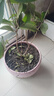 桂花樹苗桂花苗盆栽金桂四季桂室內外濃香型陽臺花卉綠植庭院盆景 四季沉香四季開花濃香 3年苗當年開花 曬單實拍圖
