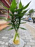玻璃花瓶透明植物插花瓶水培容器大花瓶裝飾客廳擺件 【熱銷】透明水波紋（17*5.5*8） 1個(gè)裝 曬單實(shí)拍圖