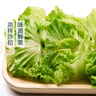 散葉生菜約400g 曬單實(shí)拍圖