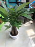 發(fā)財樹盆栽大植物室內(nèi)辦公室桌面客廳小盆景招財樹苗綠植花卉盆栽 三桿發(fā)財樹 5-8cm【繁星吸水盆】 【送肥料】 曬單實拍圖