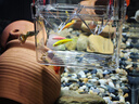 漢洋魚(yú)缸孵化盒孔雀魚(yú)繁殖盒斗魚(yú)亞克力隔離盒孵化盒水族養魚(yú)用品中號 曬單實(shí)拍圖
