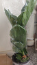 傾顏 50-60厘米高一盆3棵天堂鳥(niǎo)鶴望蘭苗室內大型綠色植物四季常青客 曬單實(shí)拍圖