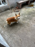 麥富迪 狗糧 藻趣兒通用全價(jià)犬糧小中大型犬泰迪柯基金毛拉布拉多 【新升級(jí)蛋黃雙拼】成犬糧40斤 曬單實(shí)拍圖