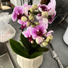 【蝴蝶蘭盆栽帶盆】帶花帶花苞室內(nèi)花卉高端綠植年貨喜慶植物花卉 粉色系3劍蝴蝶蘭【品種隨機(jī)】北歐盆 曬單實拍圖