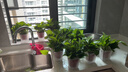 雙盟綠蘿盆栽除甲醛花卉綠植辦公室新房?jì)艋諝?10方白10盆源頭直發(fā) 曬單實(shí)拍圖