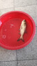 打窩勺器伸縮遠投窩料勺釣魚(yú)伸縮桿大物打窩翹嘴大小勺切換 不銹鋼【遠投拋餌打窩勺】 曬單實(shí)拍圖