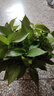 雙盟綠蘿盆栽除甲醛花卉綠植辦公室新房凈化空氣180加侖4盆裝源頭直發(fā) 曬單實拍圖