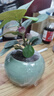 喜鵲說(shuō)小盼菩提樹(shù)盆栽植物室內觀(guān)果綠植客廳盆景辦公室凈化空氣桌面好養 小盼菩提-綠圓肚盆-竹底托 帶盆栽好 曬單實(shí)拍圖