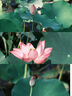 珂潤（Curel） 保濕補(bǔ)水滋潤面霜40g 日本進(jìn)口潤浸乳霜 溫和不刺激男女敏感肌 1瓶裝 40g 曬單實(shí)拍圖