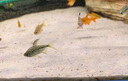 沃韋朗魚(yú)缸底砂造景沙化妝沙水草原生缸雨林沙子海沙黑河沙不渾水 沃韋朗【免洗】拉普拉沙/5斤 曬單實(shí)拍圖