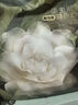 babycare【 安全滅菌】山茶花一次性內(nèi)褲女孕產(chǎn)婦日拋待產(chǎn)出差旅行M碼15條 曬單實(shí)拍圖