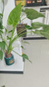 壹植千手觀(guān)音水培植物室內(nèi)辦公室四季好養(yǎng)桌面小植物盆栽滴水觀(guān)音綠植 水培千手觀(guān)音一顆小苗 曬單實(shí)拍圖