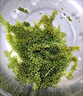 OEING海葡萄鹽漬海葡萄新鮮活即食長(cháng)壽菜海藻菜海菜壽司食用植物魚(yú)子醬 海葡萄100g*3包 配蘸料 曬單實(shí)拍圖