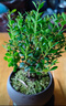 八芽 小葉赤楠盆景擺件室內(nèi)綠植花卉盆栽老樁客廳辦公室桌面好養(yǎng)植物 （【熱銷款】舍得紫砂盆赤楠+苔蘚+底座） 曬單實拍圖