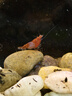 魚(yú)缸七彩觀(guān)賞蝦淡水除藻蝦水族小型迷你彩色工具蝦套餐寵物活體壹 藍絲絨6紅琉璃8黃螺2蘋(píng)果8 曬單實(shí)拍圖