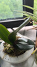 旺之春蝴蝶蘭花苗盆栽室內觀(guān)花植物桌面陽(yáng)臺年宵花卉四季開(kāi)花綠植花卉 大富貴蝴蝶蘭+透明原盆+原土 曬單實(shí)拍圖