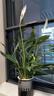 白掌一帆風(fēng)順盆栽植物室內花卉綠植水養四季開(kāi)花新手好養活 白掌1盆帶繁星盆 曬單實(shí)拍圖