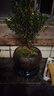 八芽 小葉赤楠盆景擺件室內(nèi)綠植花卉盆栽老樁客廳辦公室桌面好養(yǎng)植物 （【熱銷款】舍得紫砂盆赤楠+苔蘚+底座） 曬單實(shí)拍圖