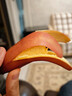 福建漳州紅美人香蕉整箱5斤應(yīng)季新鮮水果香甜土樓紅皮banana水果L 3斤裝 曬單實(shí)拍圖