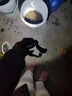 超長(cháng)續航充電式頭燈夜用釣魚(yú)照明野外登山裝備頭戴式華為手電筒 頂配長(cháng)續航續航980h-99800w 華為 曬單實(shí)拍圖