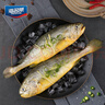 海名威 冷凍黃花魚700g/2條 寧德大黃魚地標(biāo) 海鮮水產(chǎn) 生鮮魚類  曬單實拍圖