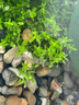 YEE小魚缸過(guò)濾器循環(huán)水泵外置瀑布凈水壁掛滴流盒過(guò)濾制氧一體機(jī)6w 曬單實(shí)拍圖