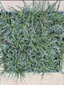 四季常青玉龍草日本矮麥冬草別墅園林綠化草苗草平真草皮庭院草坪 矮麥冬一盤(pán) 40寬40長(cháng) 曬單實(shí)拍圖
