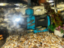 創(chuàng)寧變頻潛水泵 CN-9500-25W 10檔流量調(diào)節(jié) 魚(yú)缸假山噴泉池循環(huán)抽水 曬單實(shí)拍圖
