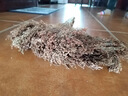 巨成云 老式高粱掃把物業(yè)學(xué)校工廠清潔掃把手工掃帚環(huán)衛(wèi)笤帚加大加厚 5把裝 曬單實(shí)拍圖