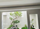 九葉草精品馬醉木綠植造景櫥窗植物室內(nèi)仿真榕樹裝飾樹大型假樹簡約景觀 定制尺寸 曬單實(shí)拍圖