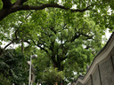 松下S9（18-40mm F4.5-6.3）套機(jī) （Panasonic）全畫幅微單 實(shí)時(shí)Lut 濾鏡直出 連接app極速分享-橄欖綠 曬單實(shí)拍圖
