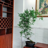 CLCEY小葉簕竹根苗老樁頭招財富貴觀(guān)音竹根苗庭院綠植寶栽室內盆景 象牙型精選大樁16-19cm 曬單實(shí)拍圖