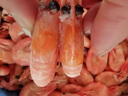 美加佳熟凍北極甜蝦腹籽凈重3斤 90/120規(guī)格  海鮮水產(chǎn) 熟凍甜蝦 曬單實(shí)拍圖