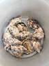 百味殿【活鮮】生蠔 乳山牡蠣 新鮮海蠣子生鮮貝類 【鮮肉多汁】2XL帶箱5斤(15-18只) 曬單實拍圖